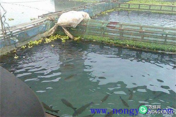 养殖黑鱼的日常管理方法