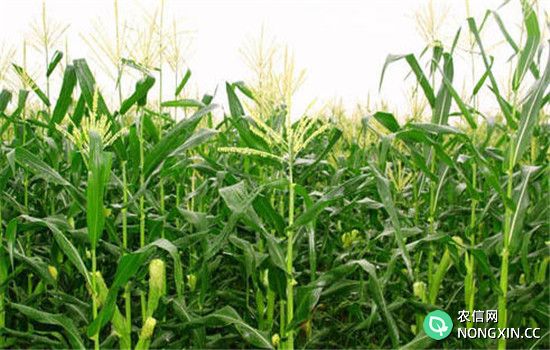 玉米成熟期的灌溉