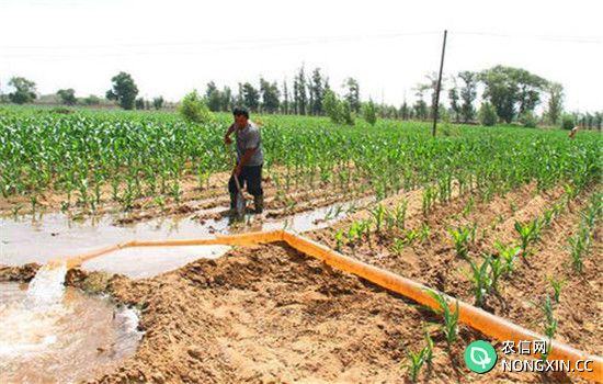 玉米苗期的灌溉
