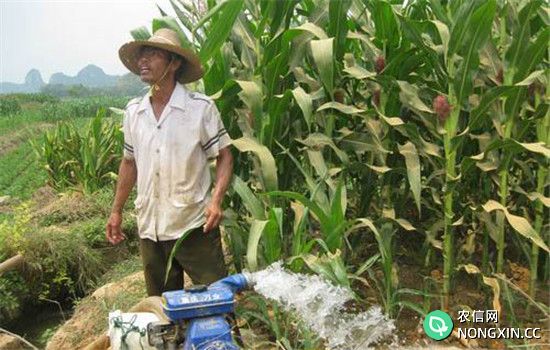 玉米抽穗开花期的灌溉