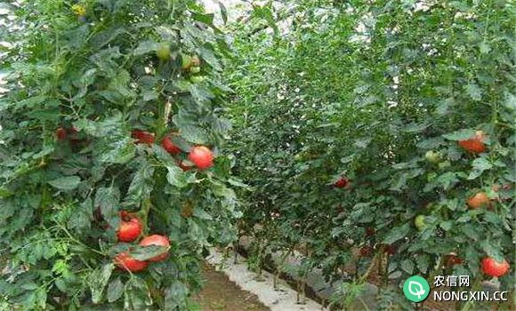番茄种植管理技术