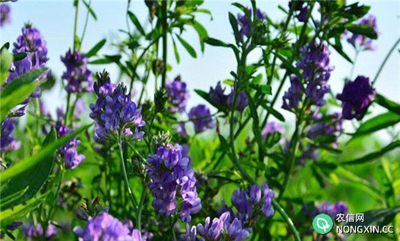紫花苜蓿牧草的优点