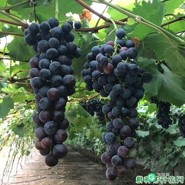 皇家秋天葡萄品种好不好 种植皇家秋天葡萄需要注意什么