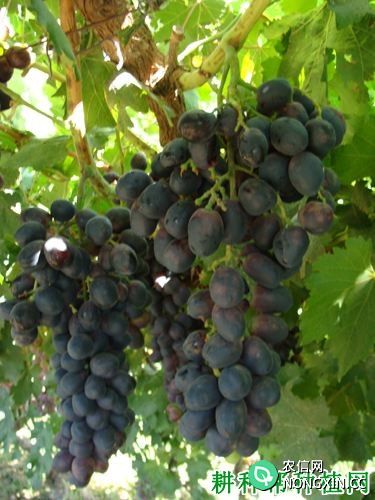 皇家秋天葡萄品种好不好 种植皇家秋天葡萄需要注意什么