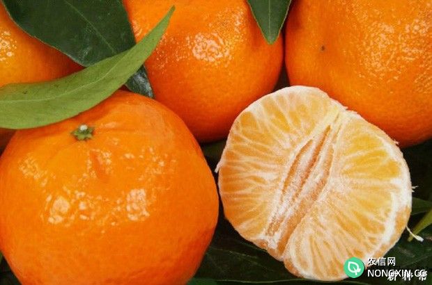 柑橘的基本知识