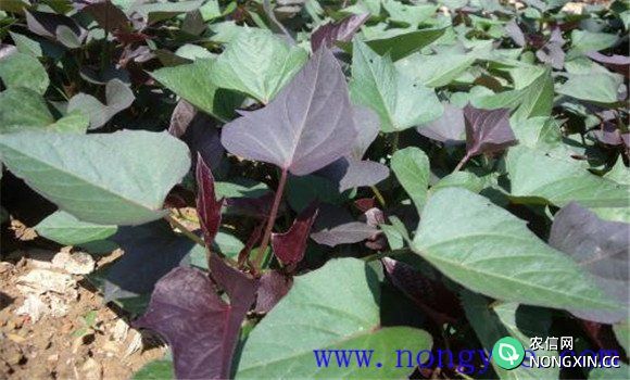紫薯种植时间和方法