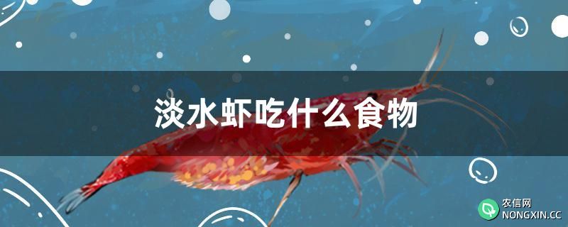 淡水虾吃什么食物