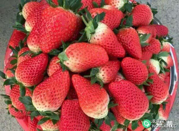 章姬草莓品种怎么样亩产是多少