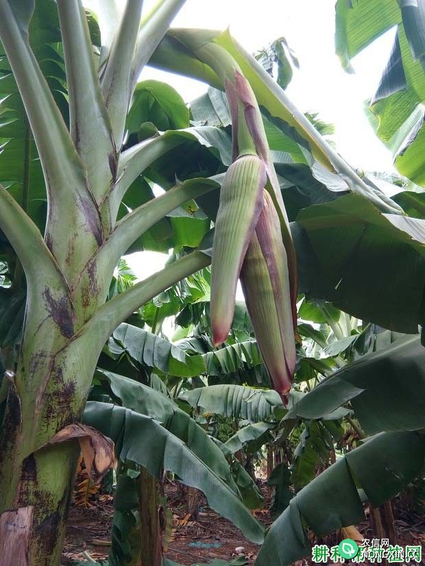 香蕉生长发育过程是怎么样 管理要点是什么