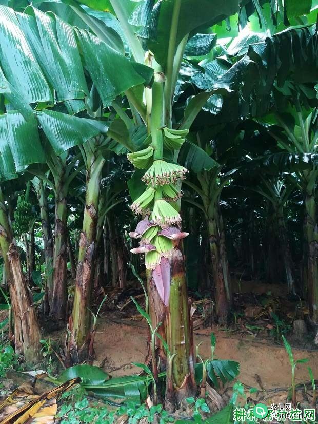 香蕉生长发育过程是怎么样 管理要点是什么