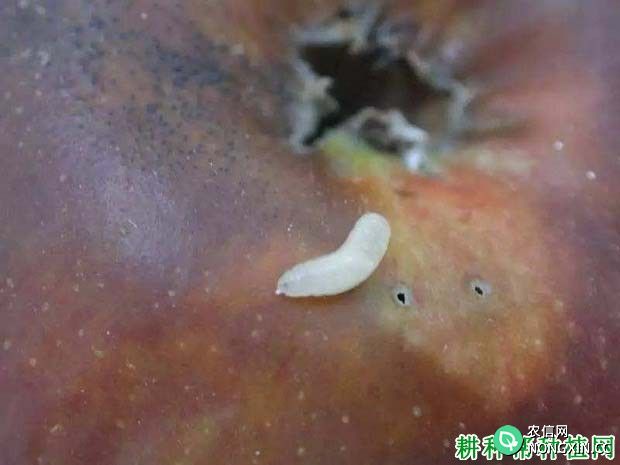 种植苹果如何防治苹绕实蝇