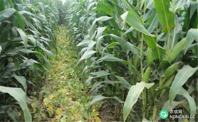 玉米套种、间作技术的优缺点有哪些