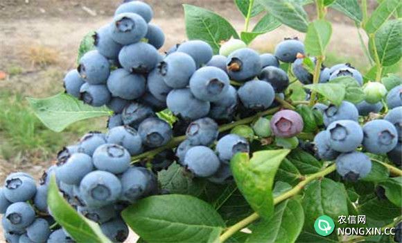 蓝莓种植技术
