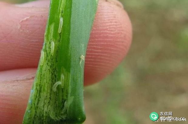 韭菜如何防治葱斑潜蝇