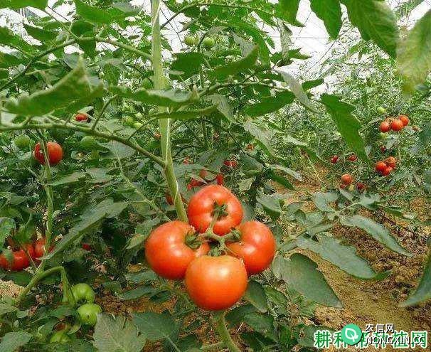 夏季番茄如何管理 需要注意什么