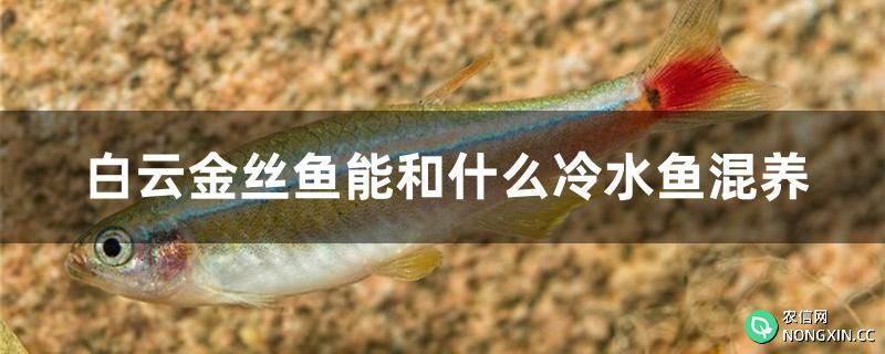 白云金丝鱼能和什么冷水鱼混养