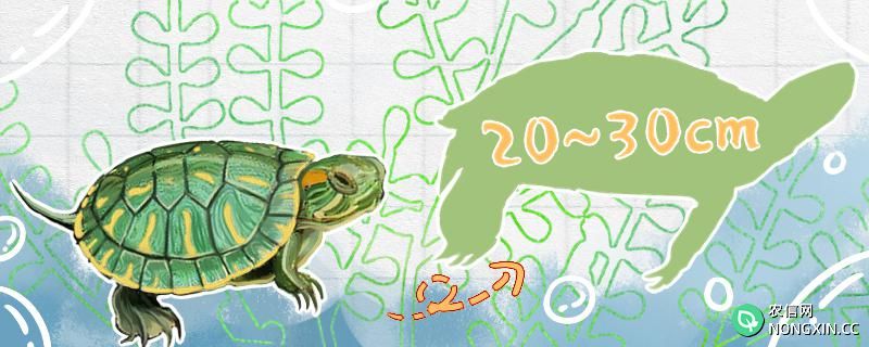 巴西龟一般能长多大，能活多少岁