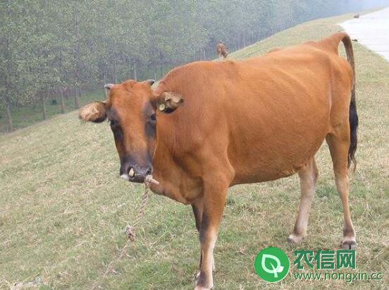 肉牛品种之晋南牛，产于晋南盆地的优质肉牛(图1)