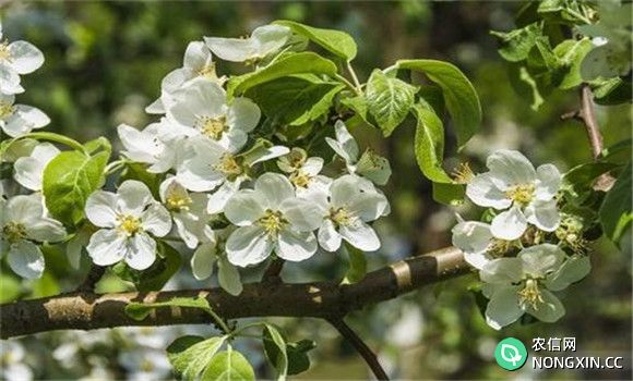 苹果树开花前后的病害防治