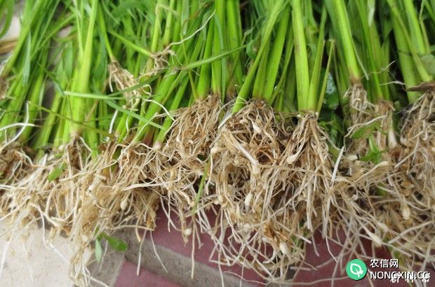 水稻根结线虫病如何防治