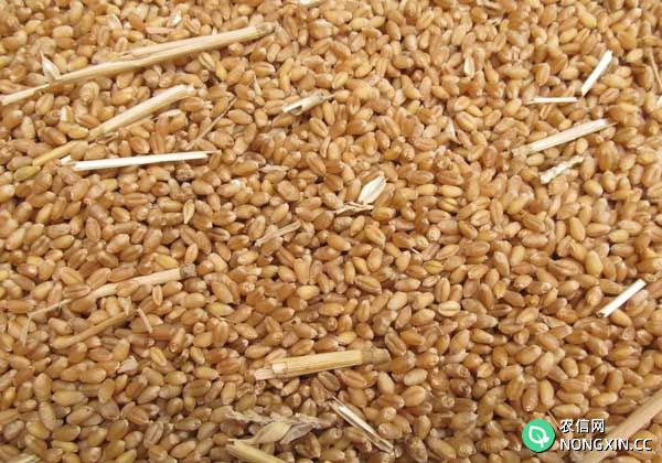 小麦种植方法