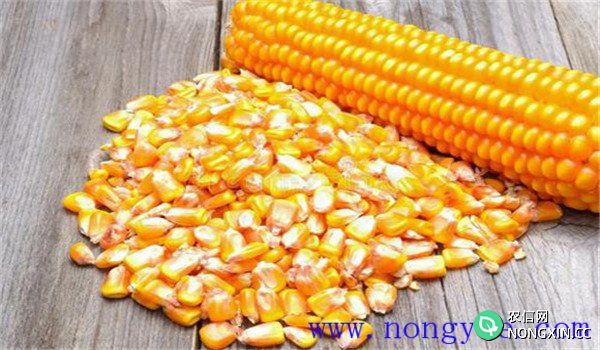 玉米种子的贮藏特性
