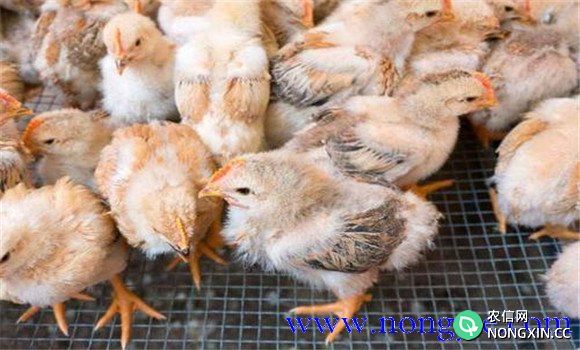 养殖肉鸡前应进行哪些准备工作