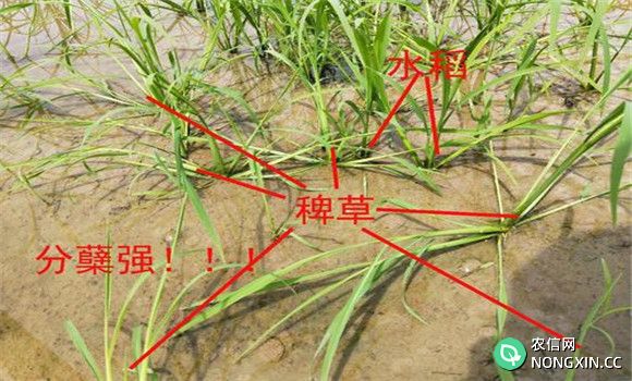 稗草对水稻的危害