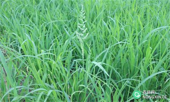 稗草与水稻的区别