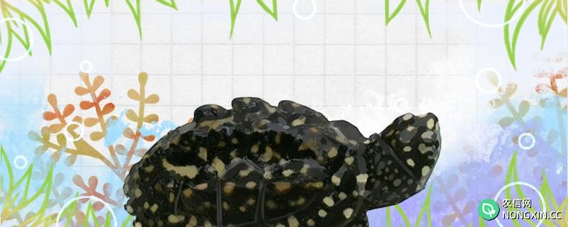 斑点池龟怎么过冬，过冬需要喂食吗
