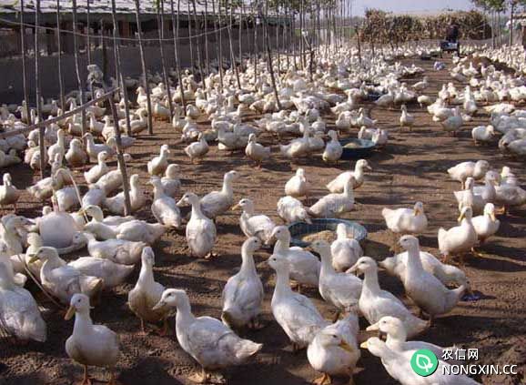 肉鸭养殖如何管理才能节省饲料