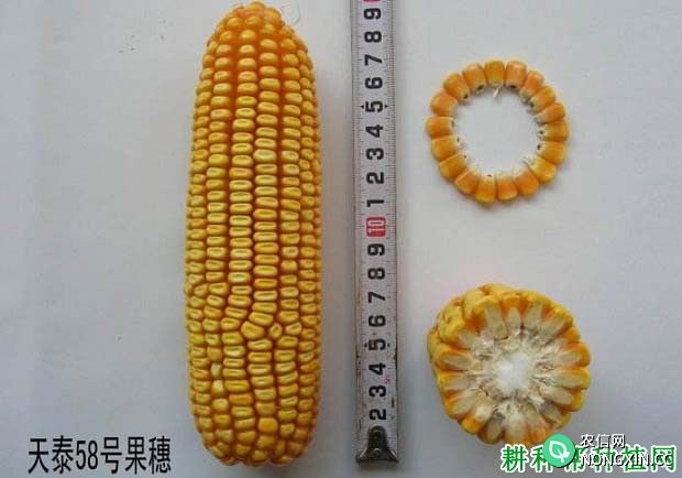 天泰58玉米品种好不好
