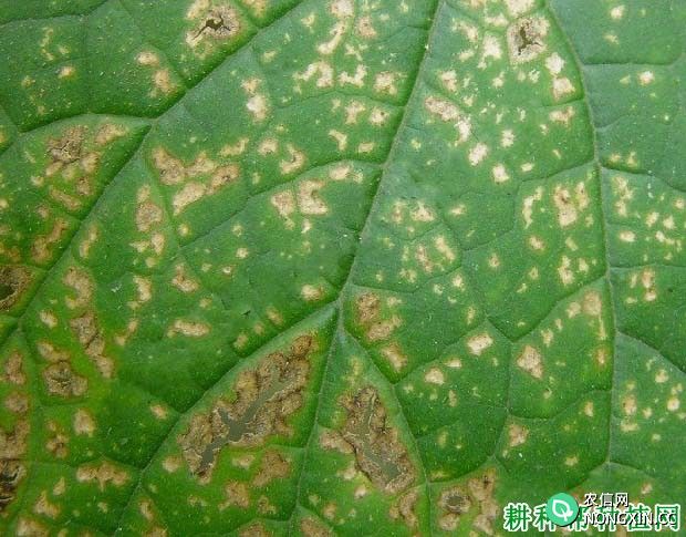 种西葫芦如何防治西葫芦细菌性叶枯病
