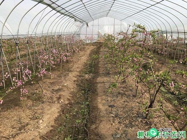 桃树为什么要采用温室或大棚种植