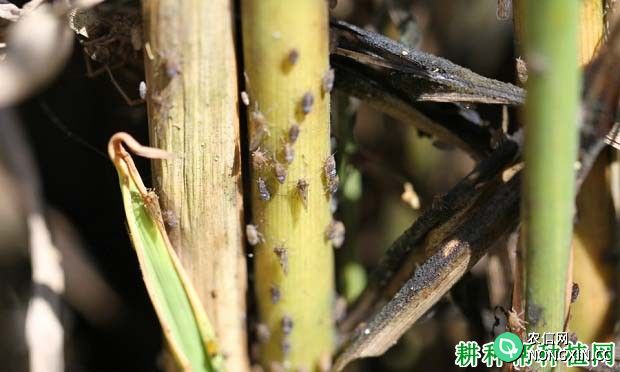种植水稻如何防治褐飞虱