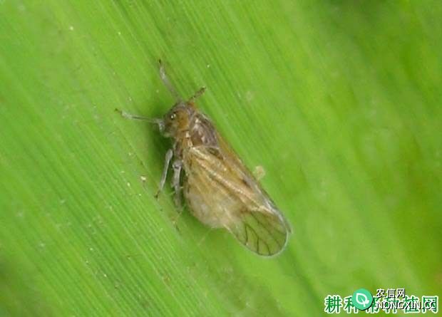 种植水稻如何防治褐飞虱