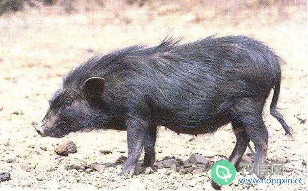 藏猪简介，产于青藏高原的优质黑猪(3)