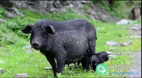 藏猪简介，产于青藏高原的优质黑猪(2)