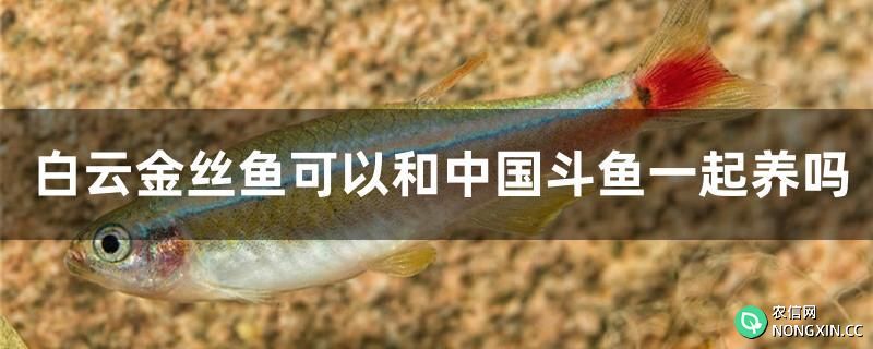 白云金丝鱼可以和中国斗鱼一起养吗
