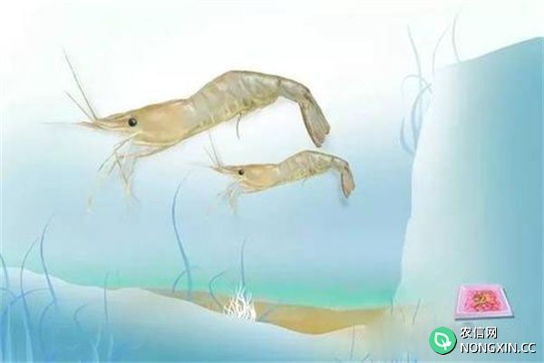 脊尾白虾的形态特征
