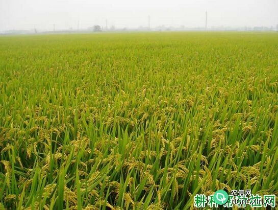 辽粳371水稻品种好不好