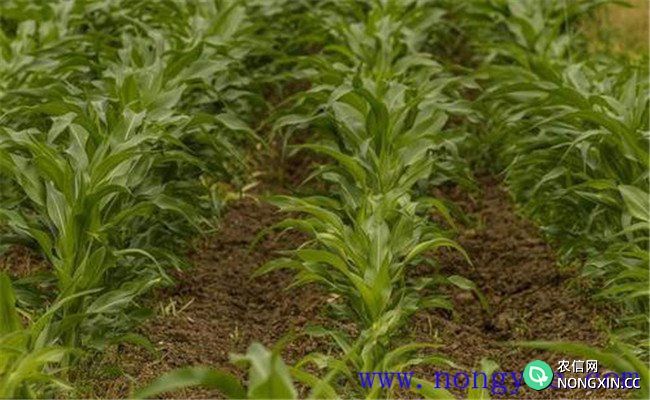 如何避免玉米除草剂产生药害