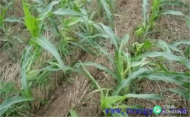 玉米除草剂药害怎样挽救
