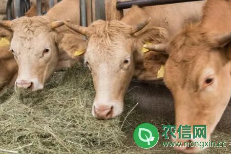 成年牛每天吃多少斤草料
