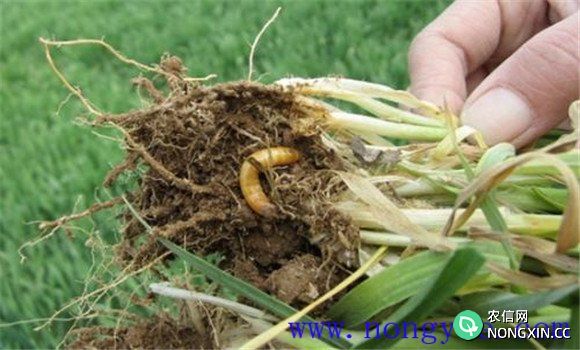 小麦地下害虫如何综合防治