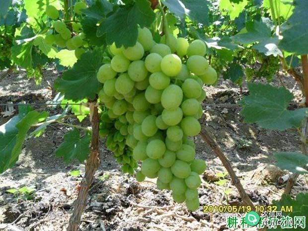 优无核葡萄品种好不好 种植优无核葡萄需要注意什么