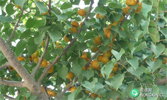 杏树褐腐病的防治方法