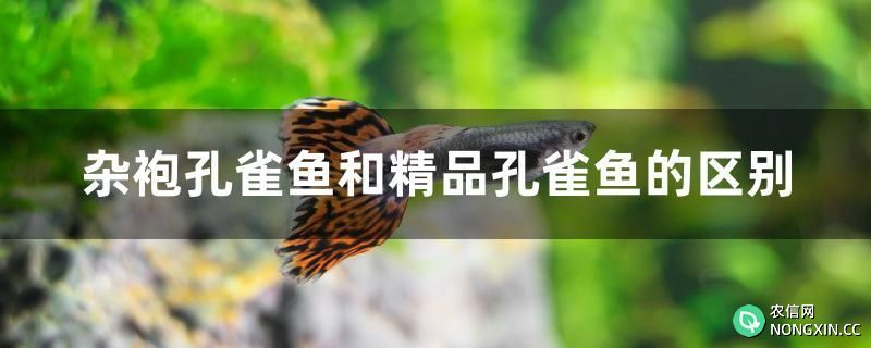 杂袍孔雀鱼和精品孔雀鱼的区别