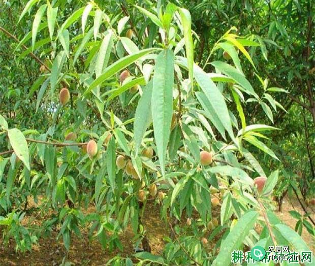 什么是结果枝组 桃树的结果枝组有几种