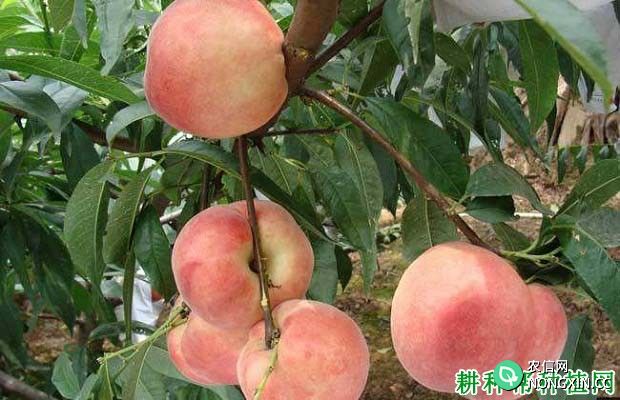 什么是结果枝组 桃树的结果枝组有几种